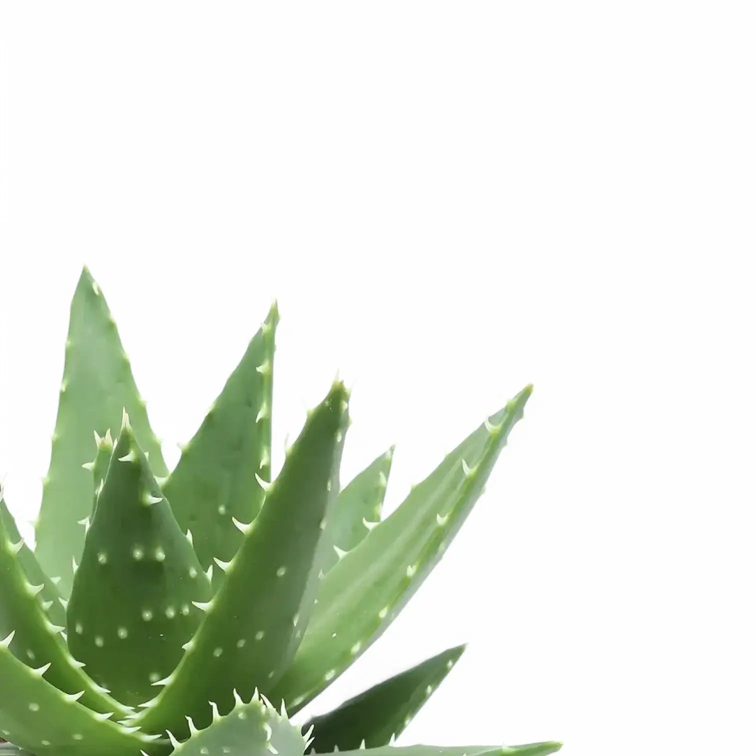 Nahaufnahme eines Blatts von Aloe perfoliata vor weißem Hintergrund.