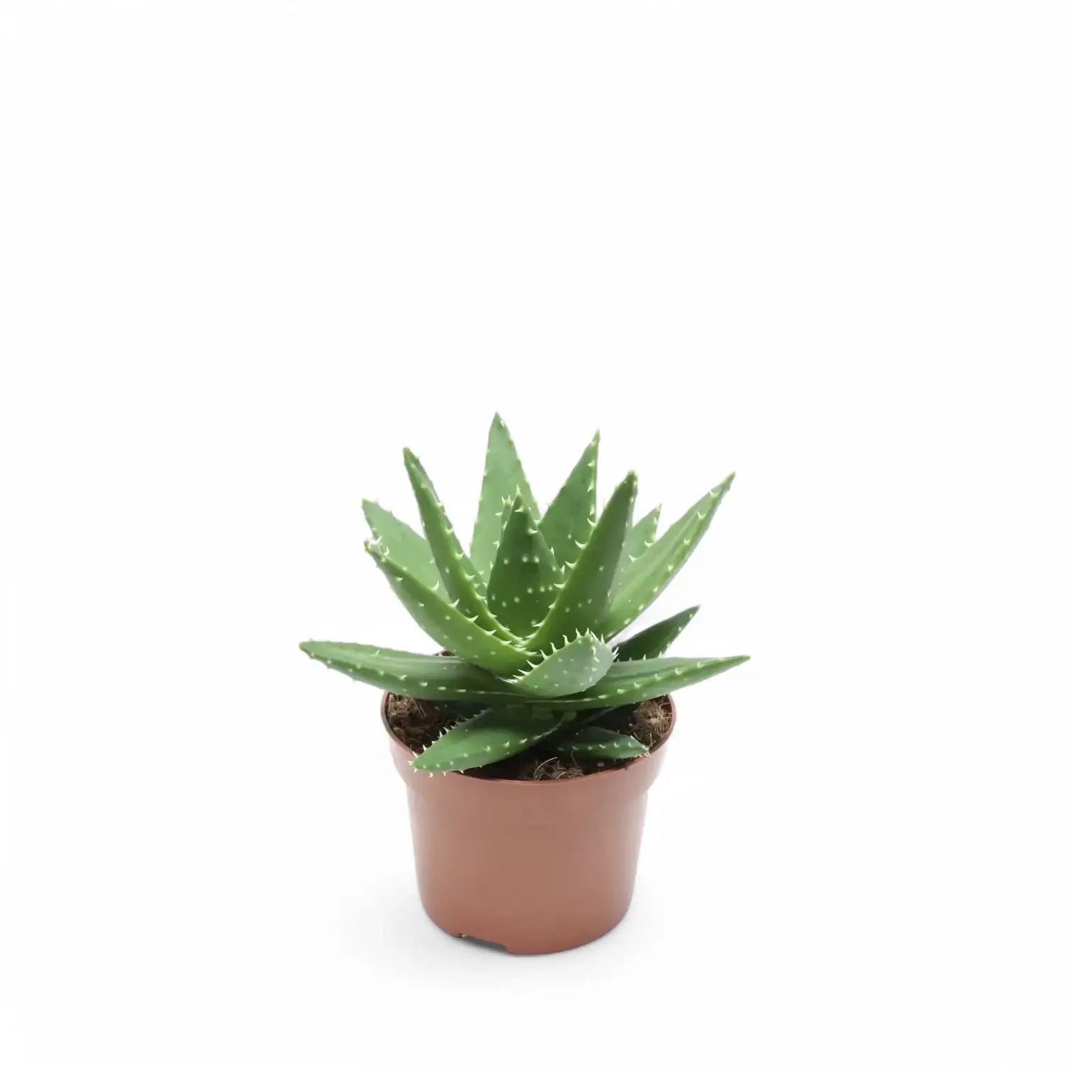 Aloe perfoliata – Topfpflanze im Kulturtopf vor weißem Hintergrund, Produktfoto 2.