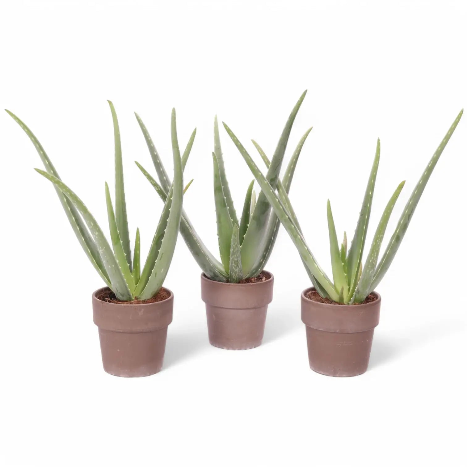 Aloe vera potted plant in nursery pot on white background.