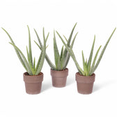 Aloe vera potted plant in nursery pot on white background.
