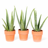 Aloe vera potted plant in nursery pot on white background.