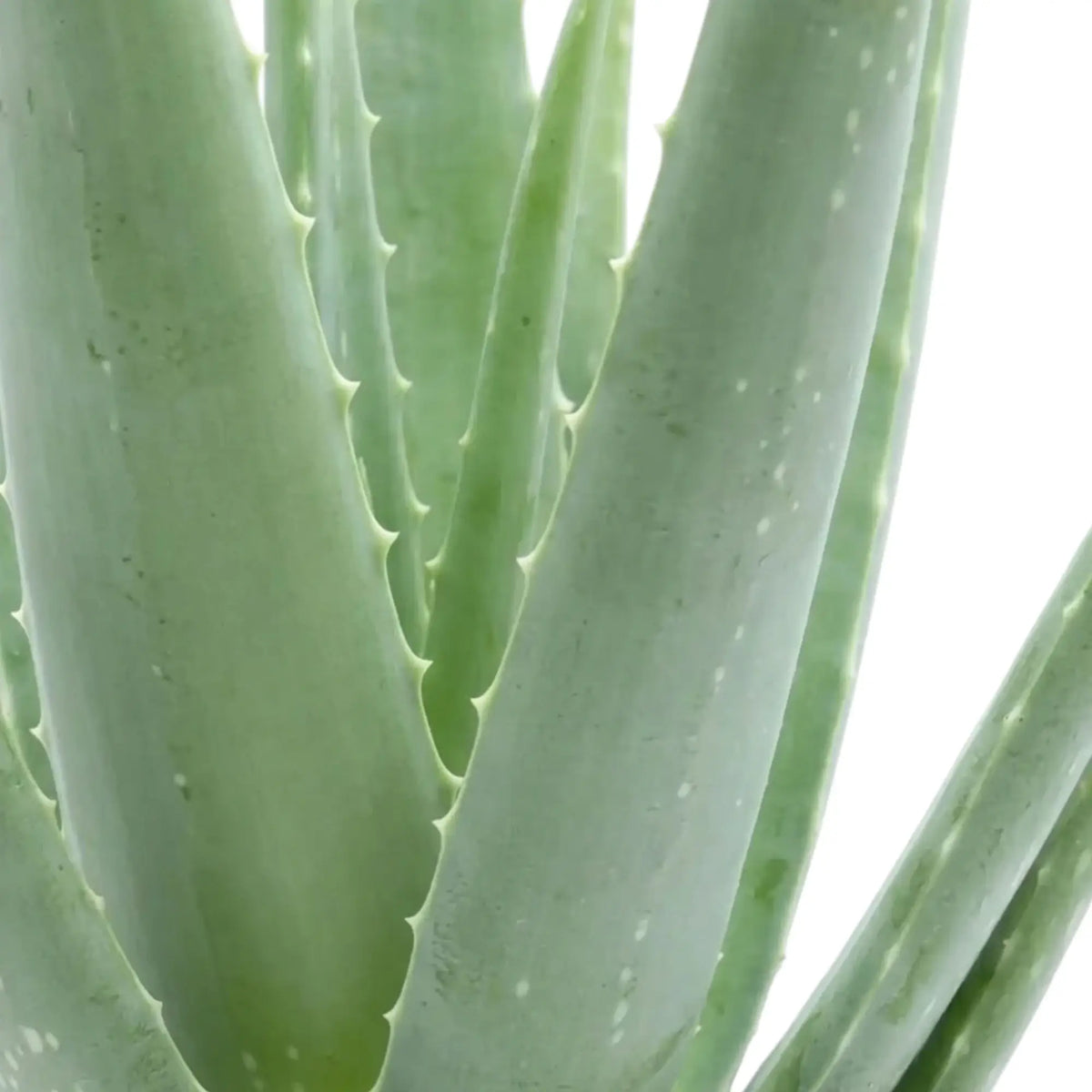 Nahaufnahme der Aloe vera mit hellgrünen, fleischigen Blättern und feinen Zähnchen am Rand