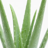 Aufrechte Aloe-vera-Blätter mit zarten weißen Sprenkeln und fein gezähnten Rändern
