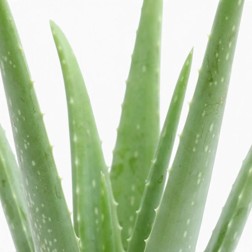 Close view of upright Aloe vera leaves with faint white speckles and serrated margins