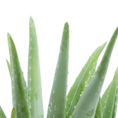 Fleischige, grüne Aloe-vera-Blätter mit eng beieinander aufragenden Spitzen und feinen hellen Sprenkeln