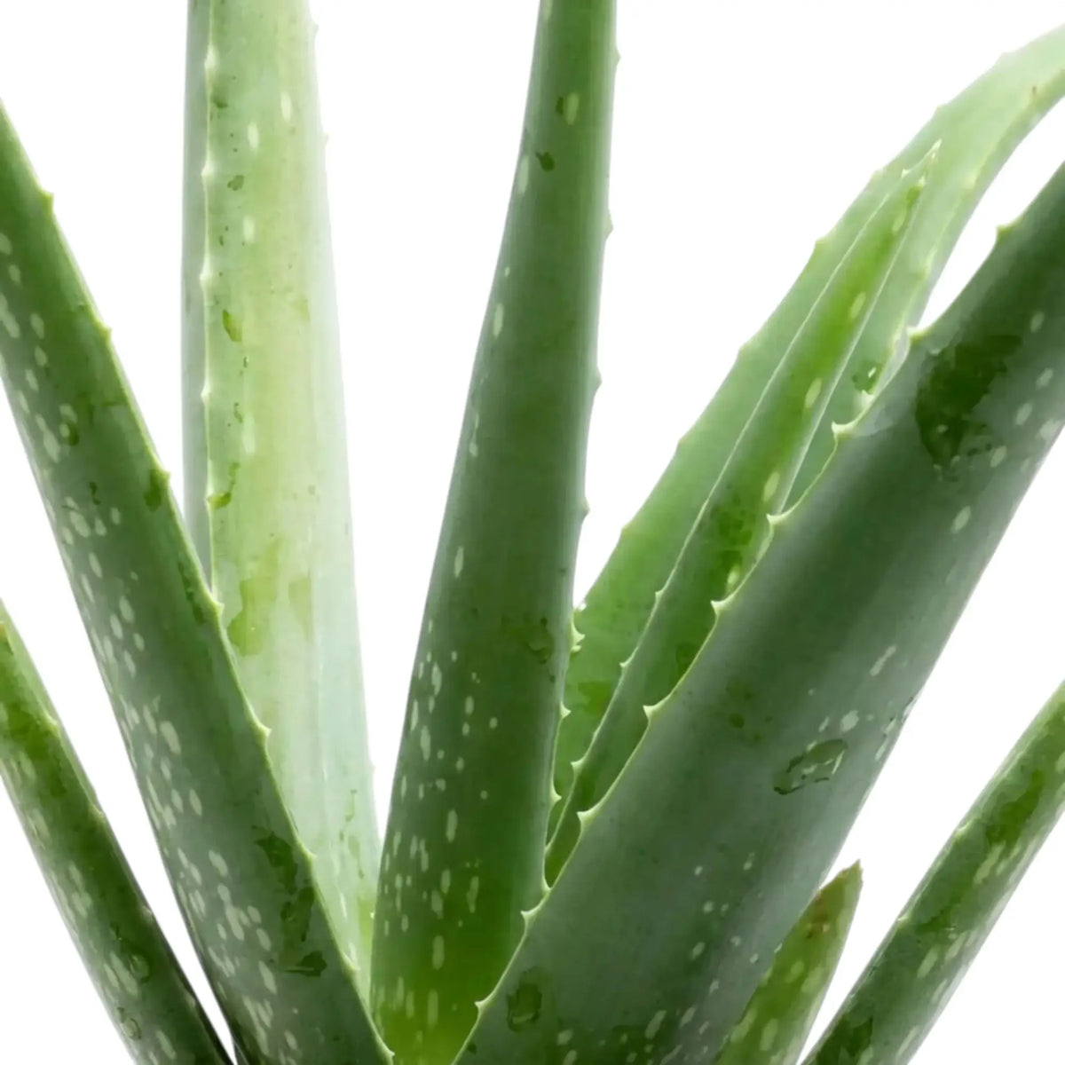 Frischgrüne Aloe-vera-Blätter mit Wassertropfen und fein gezähnten Blatträndern