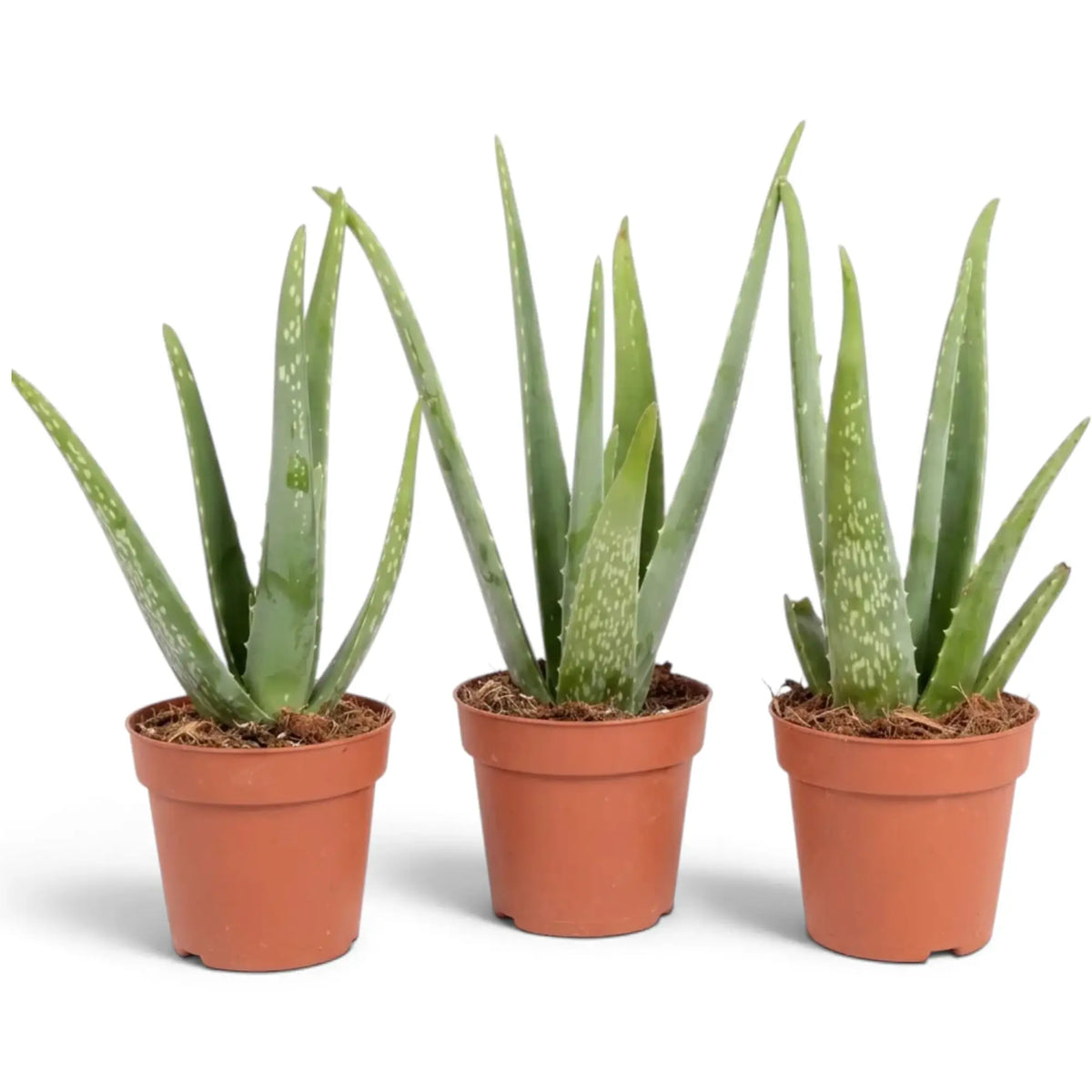 Drei große Aloe-vera-Pflanzen in terrakottafarbenen Kulturtöpfen mit langen, aufrechten, fleischigen Blättern