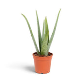 Große Aloe vera im Topf mit schmalen, spitz zulaufenden Blättern, die fächerförmig aus der Mitte wachsen