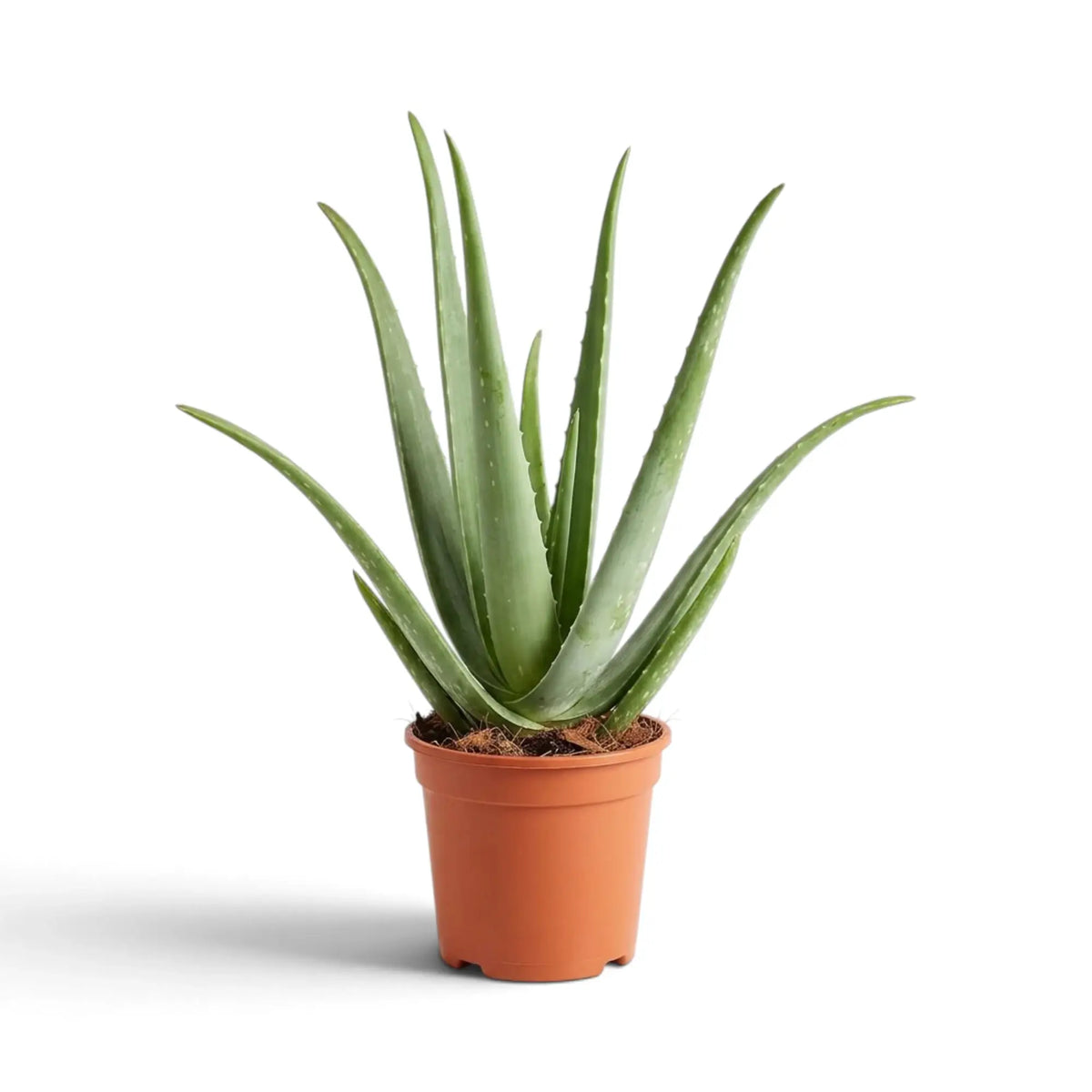 Aloe vera im Topf von vorn mit breiten, fleischigen Blättern an der Pflanzenbasis