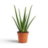 Große Aloe vera mit aufrechten Blättern in der Mitte und nach außen gebogenen unteren Blättern