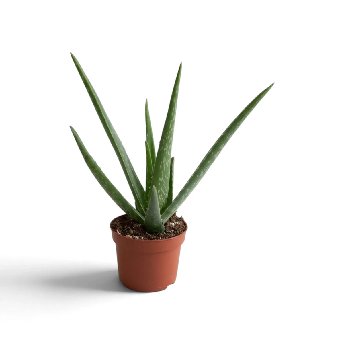 Junge Aloe vera im kleinen braunen Kulturtopf mit weit auseinanderstehenden, spitzen Blättern
