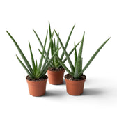 Drei mittelgroße Aloe-vera-Pflanzen in braunen Töpfen mit unterschiedlich weit ausladenden Blättern