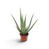Mittelgroße Aloe vera mit schmalen grünen Blättern aus einer kompakten Blattrosette