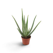Mittelgroße Aloe vera mit schmalen grünen Blättern aus einer kompakten Blattrosette