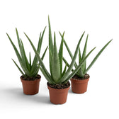 Drei mittelgroße Aloe-vera-Pflanzen in terrakottafarbenen Kulturtöpfen mit langen, spitzen Blättern