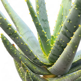 Aloidendron dichotomum (Aloe dichotoma) close-up of leaf on white background.