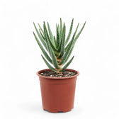 Aloidendron dichotomum (Aloe dichotoma) potted plant in nursery pot on white background.