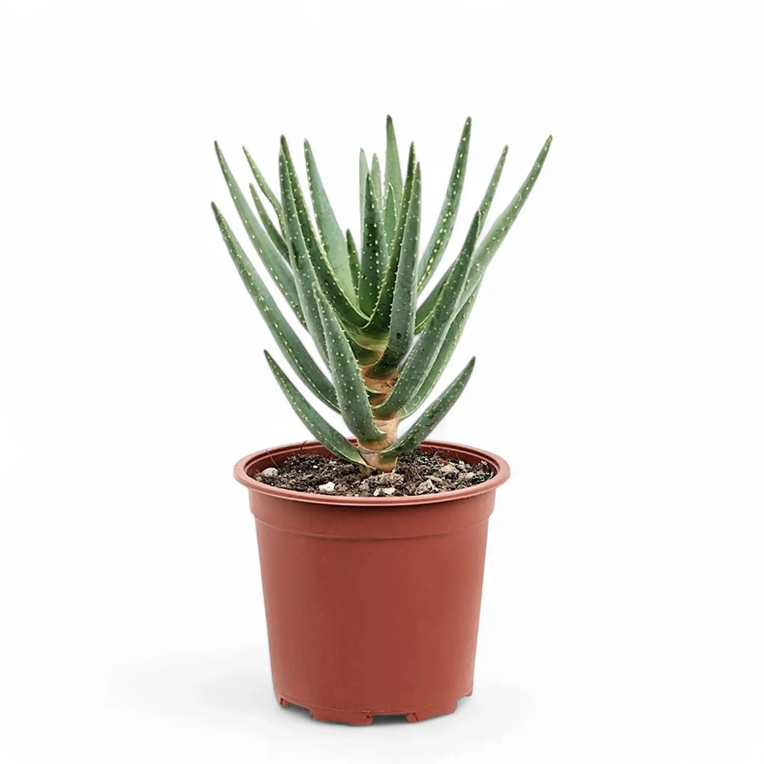 Aloidendron dichotomum (Aloe dichotoma) potted plant in nursery pot on white background.