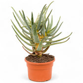 Aloidendron dichotomum (Aloe dichotoma) potted plant in nursery pot on white background.