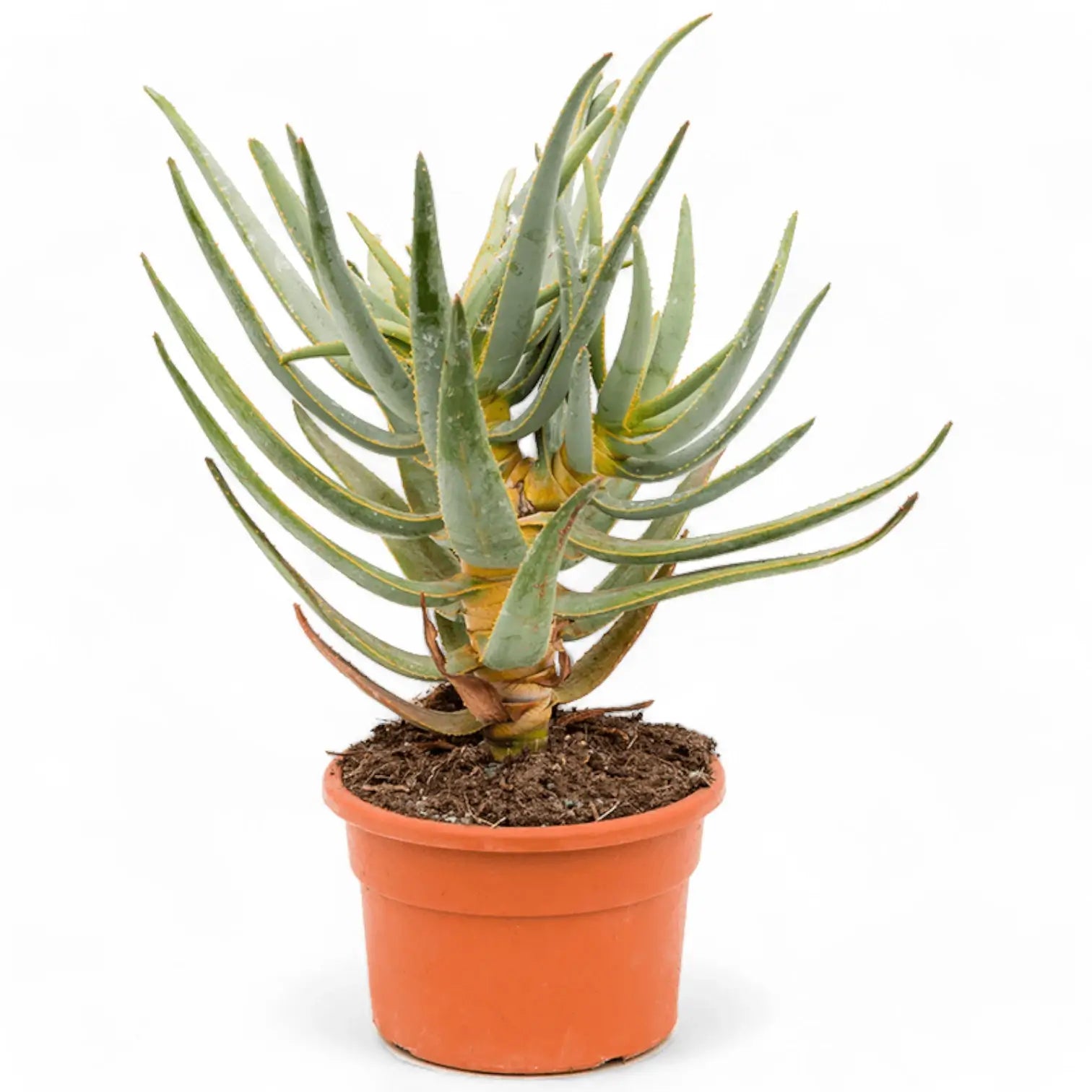 Aloidendron dichotomum (Aloe dichotoma) potted plant in nursery pot on white background.