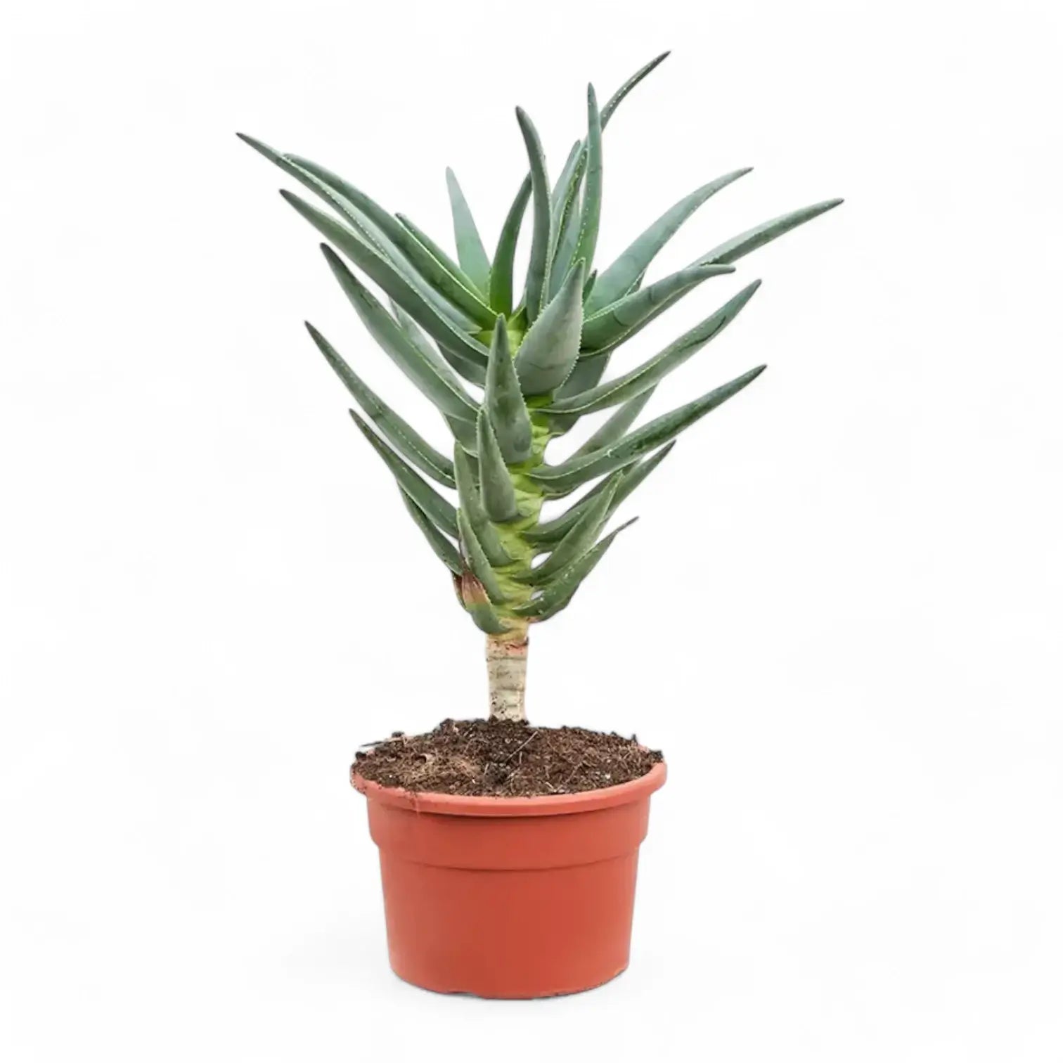Aloidendron dichotomum (Aloe dichotoma) potted plant in nursery pot on white background.