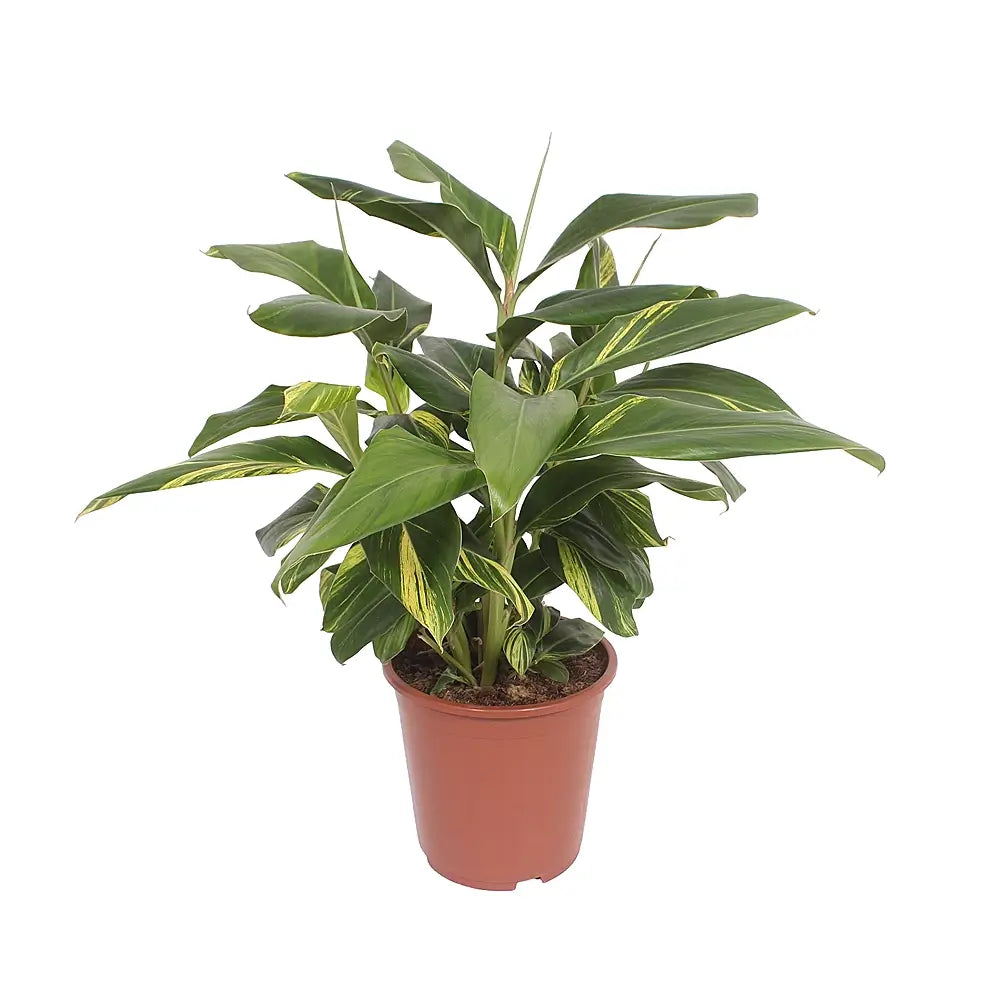 Alpinia zerumbet variegata potted plant in nursery pot on white background.