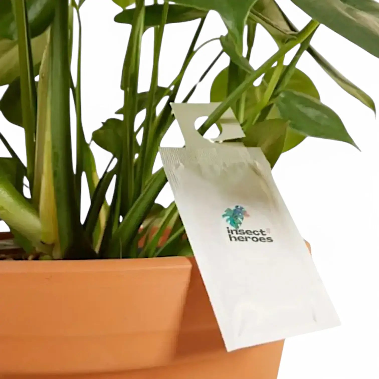 Amblyseius swirskii – Biological Control for Thrips & Whiteflies on white background.