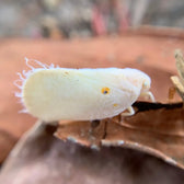 Amblyseius swirskii – Biological Control for Thrips & Whiteflies on white background.