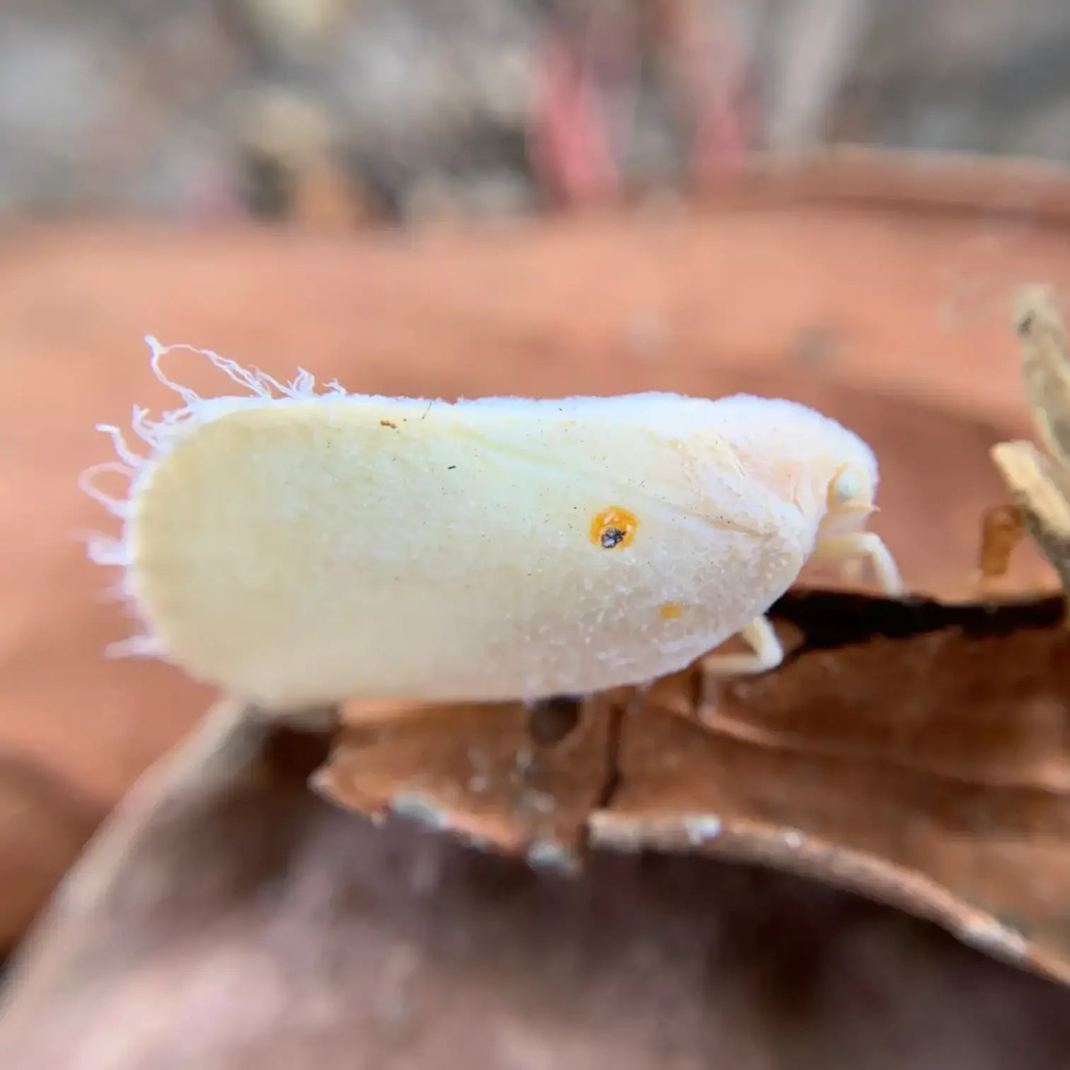 Amblyseius swirskii – Biological Control for Thrips & Whiteflies on white background.