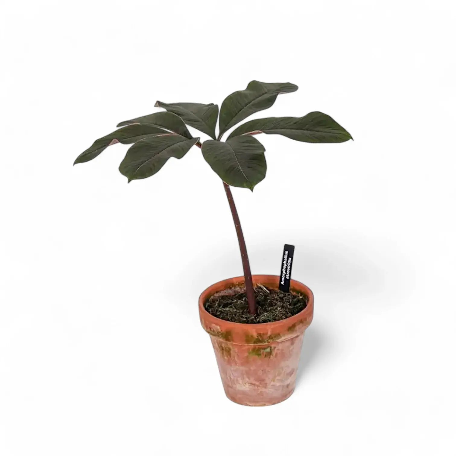 Amorphophallus atroviridis potted plant in nursery pot on white background.