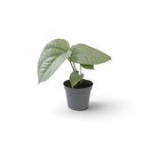 Baby Amydrium medium 'Silver' with two broad silvery leaves