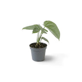 Baby Amydrium medium 'Silver' with several slim leaves in a grey nursery pot