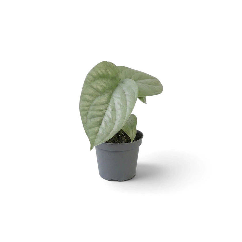 Side view of baby Amydrium medium 'Silver' with overlapping silver-green leaves