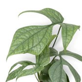 Amydrium medium 'Silver' leaves with pale colouring and dark green veins
