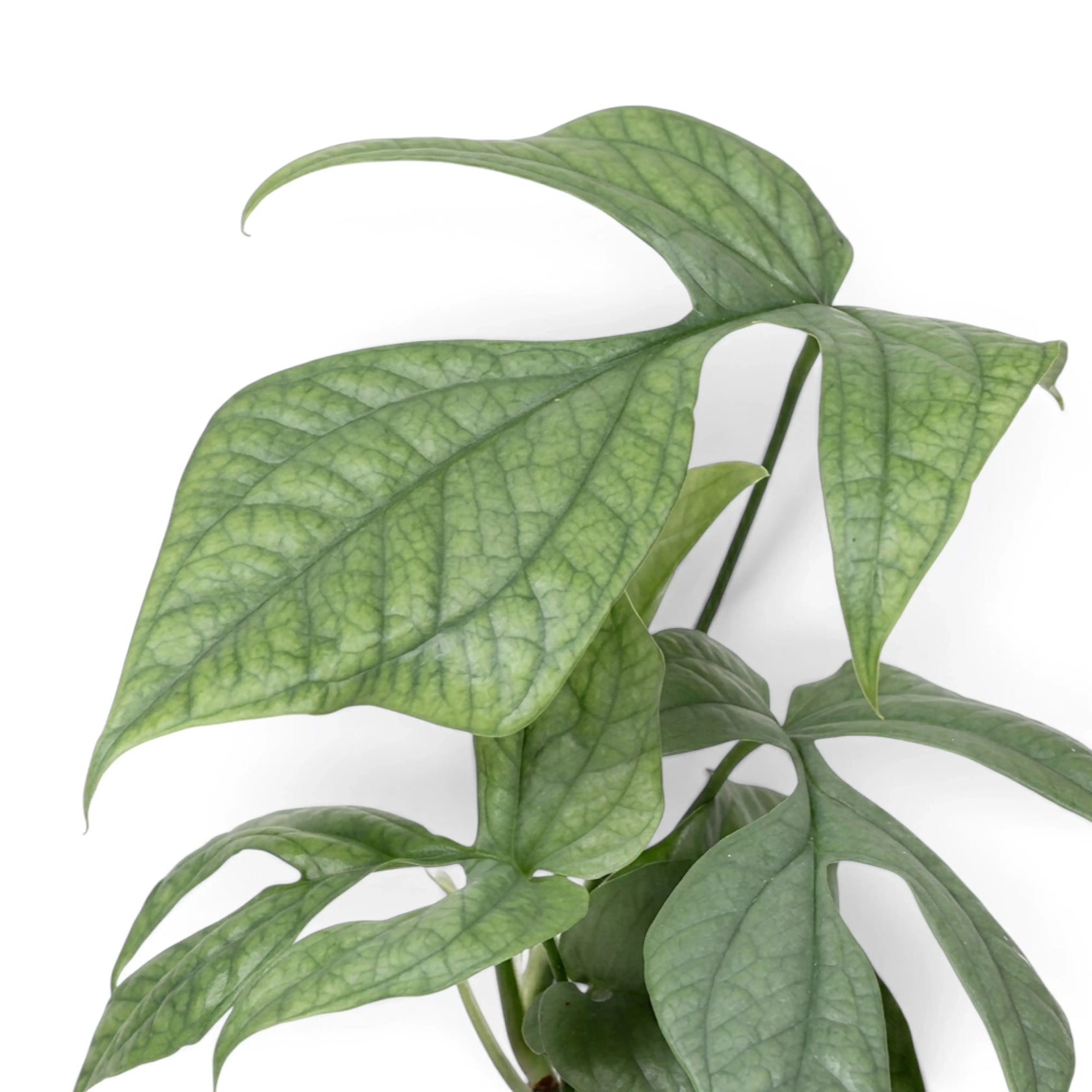Amydrium medium 'Silver' leaves with pale colouring and dark green veins