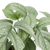 Close-up of lobed silver-green Amydrium medium 'Silver' foliage