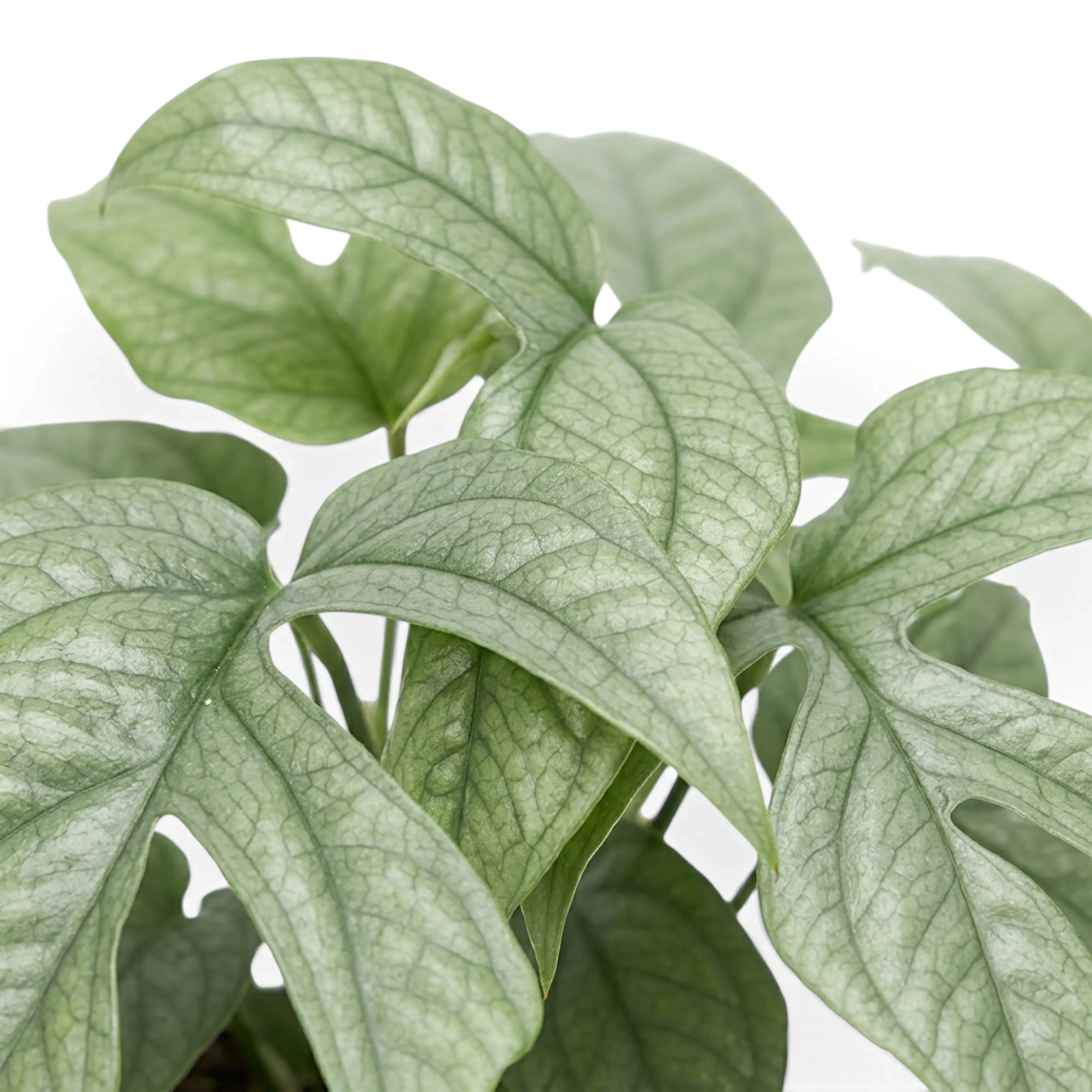 Close-up of lobed silver-green Amydrium medium 'Silver' foliage