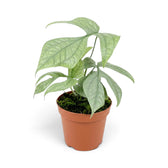 Amydrium medium 'Silver' with spreading lobed leaves in a terracotta pot