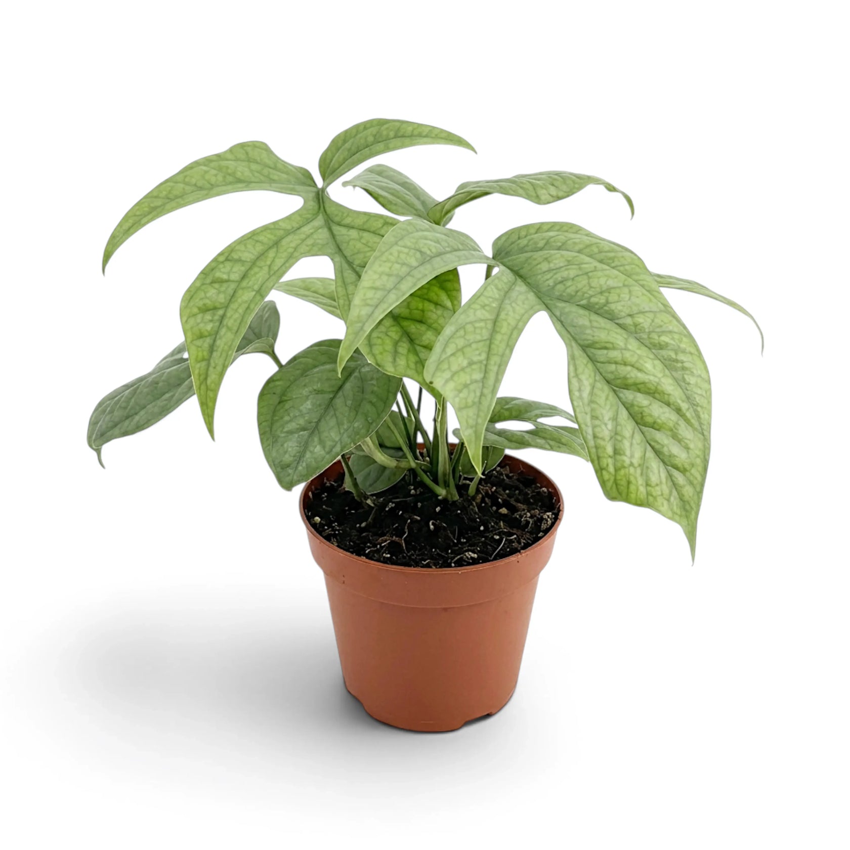 Full Amydrium medium 'Silver' with a rounded canopy of silver-green leaves
