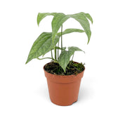 Upright Amydrium medium 'Silver' with elongated pale leaves in a terracotta pot