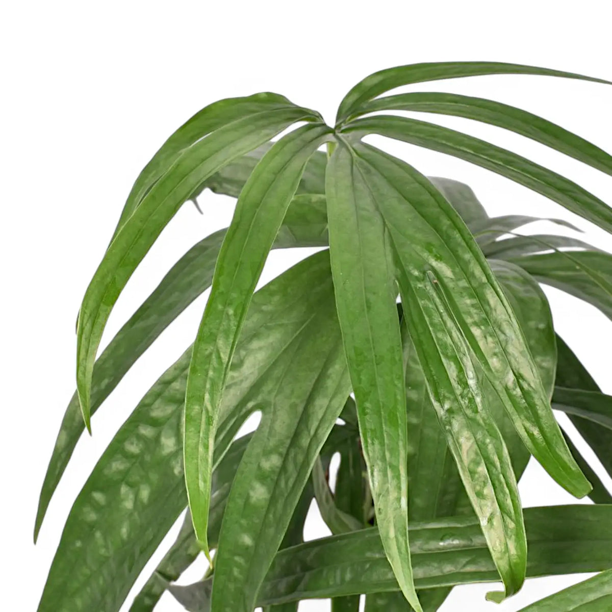 Amydrium zippelianum – Unusual Pinnate Amydrium