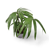 Amydrium zippelianum potted plant in nursery pot on white background.