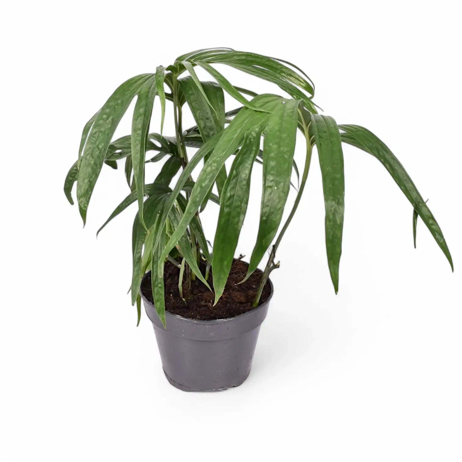 Amydrium zippelianum potted plant in nursery pot on white background.