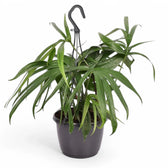 Amydrium zippelianum potted plant in nursery pot on white background.