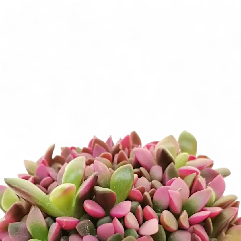 Anacampseros rufescens f. variegata – Blattdetail vor weißem Hintergrund..