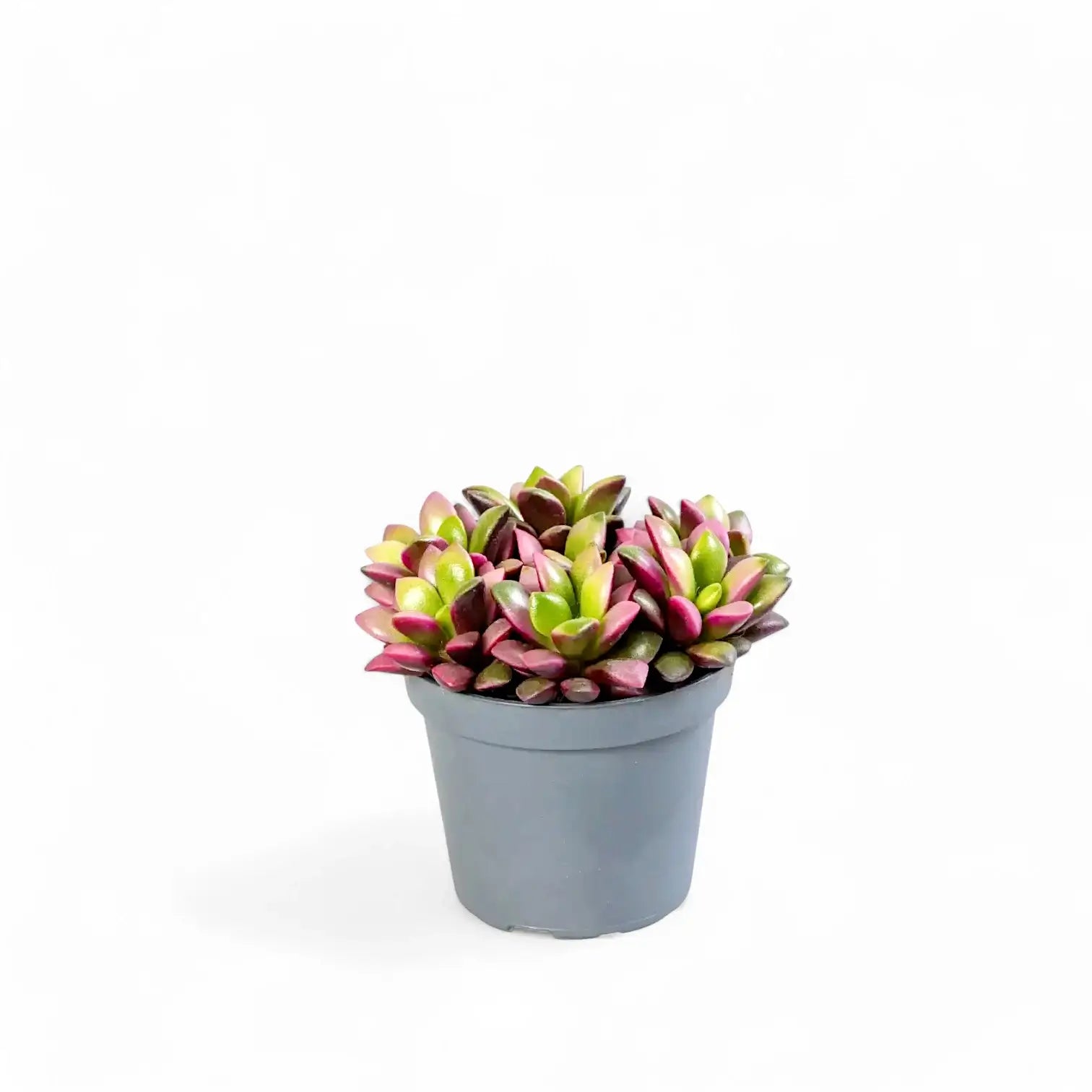 Anacampseros rufescens f. variegata Zimmerpflanze im Anzuchttopf vor weißem Hintergrund, Produktfoto 2.