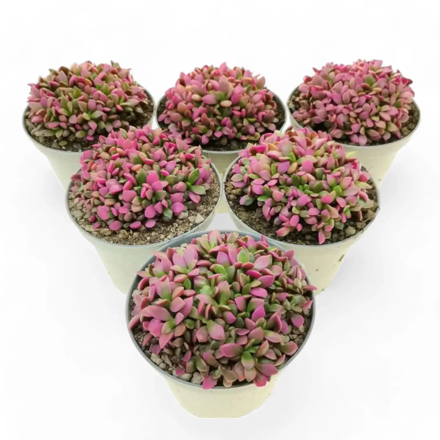 Anacampseros rufescens f. variegata Zimmerpflanze im Anzuchttopf vor weißem Hintergrund, Produktfoto 5.