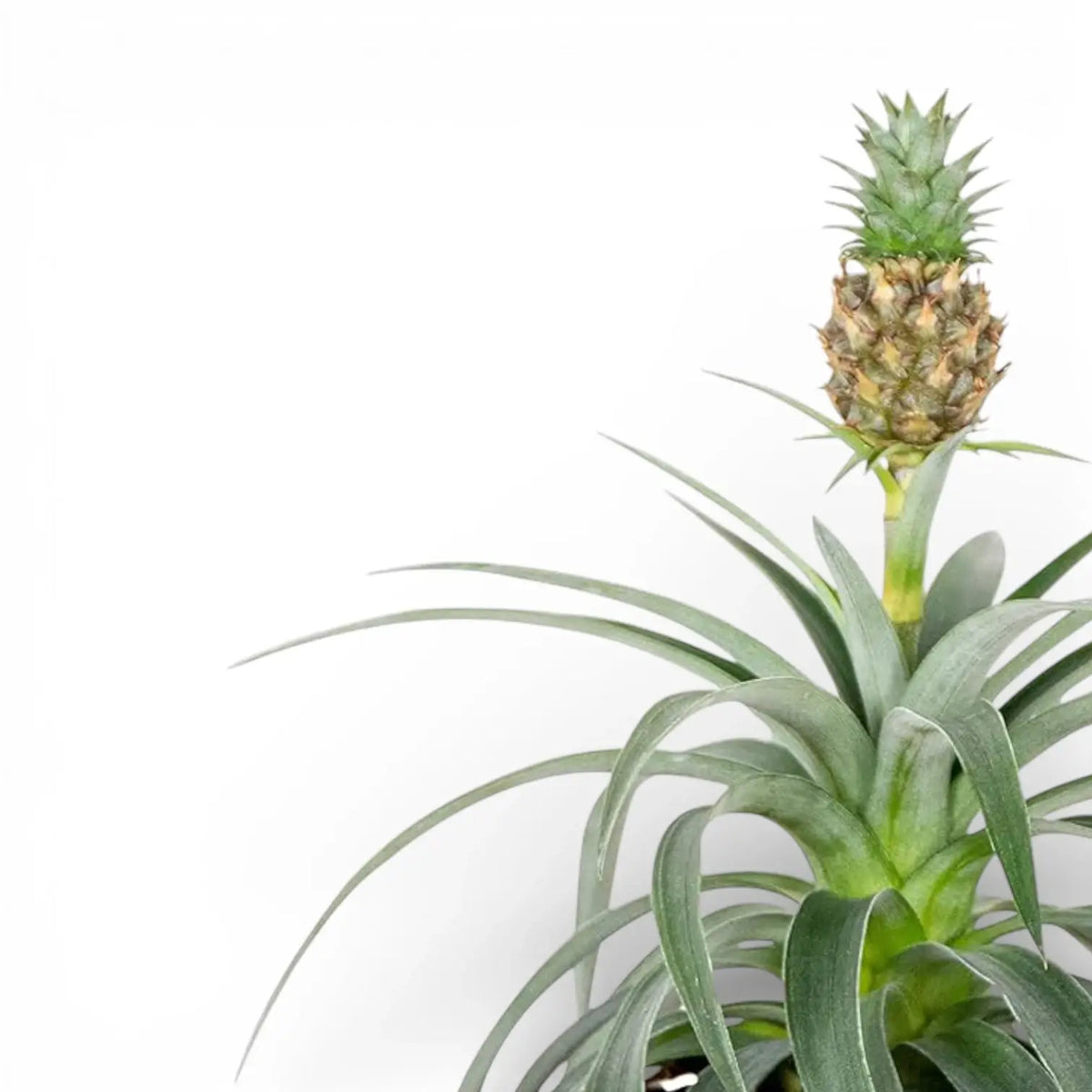 Ananas comosus 'Corona' Pineapple