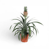 Ananas comosus 'Corona'