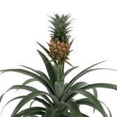 Zierananas 'Corona' mit kleiner Frucht und Blattschopf über den gebogenen, schmalen Blättern